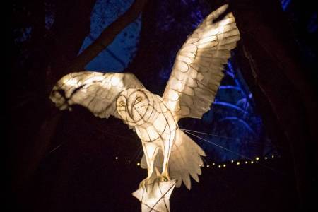 Owl in flight