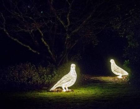 Pigeons copy.jpeg