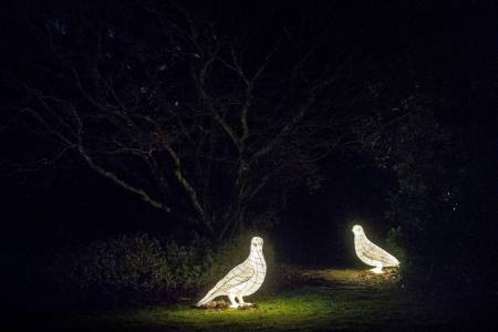 L4Pigeons.jpg