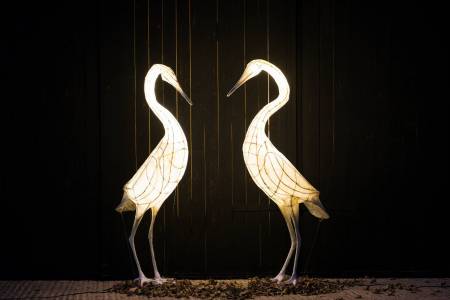 Egrets